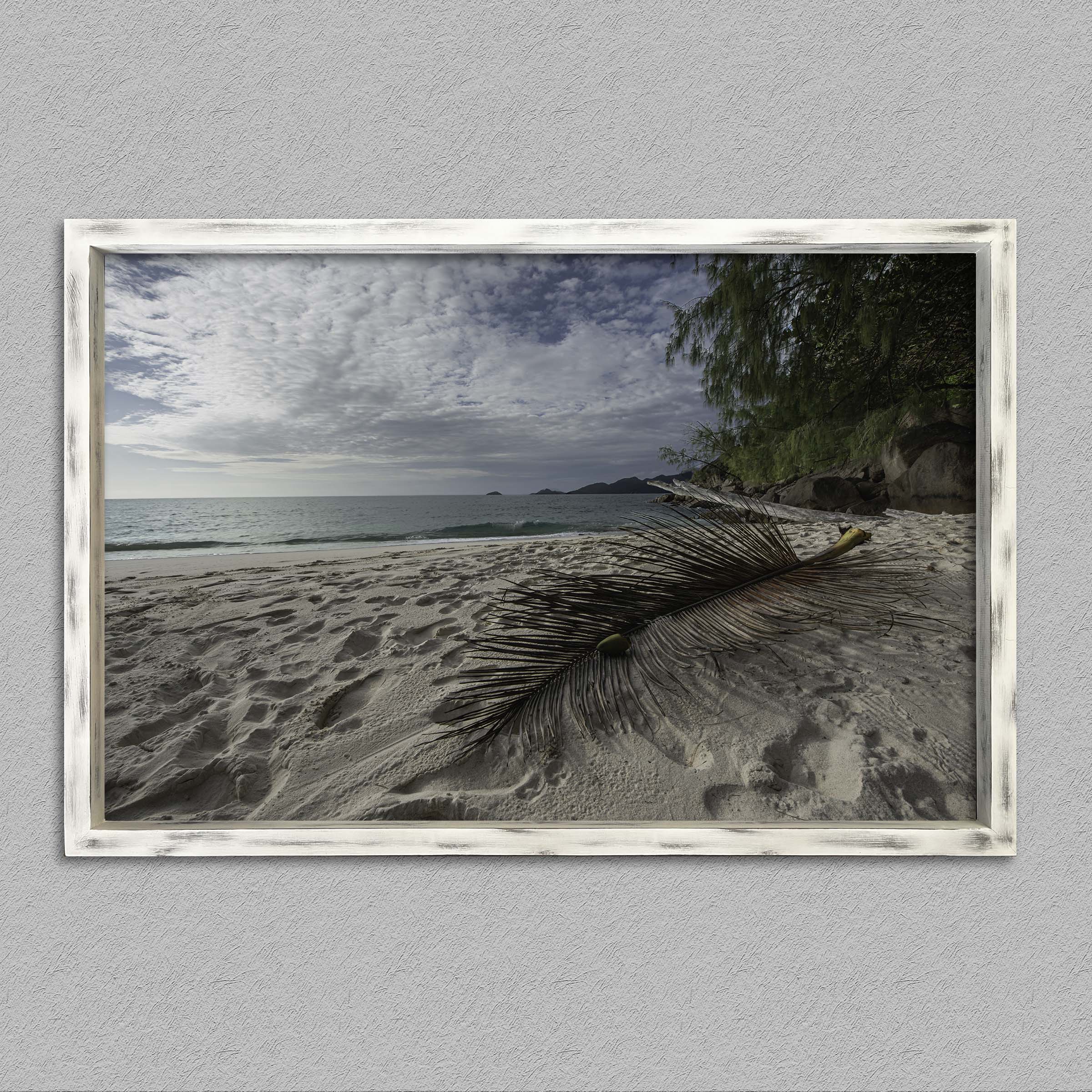 La palme de anse soleil