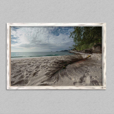 La palme de anse soleil