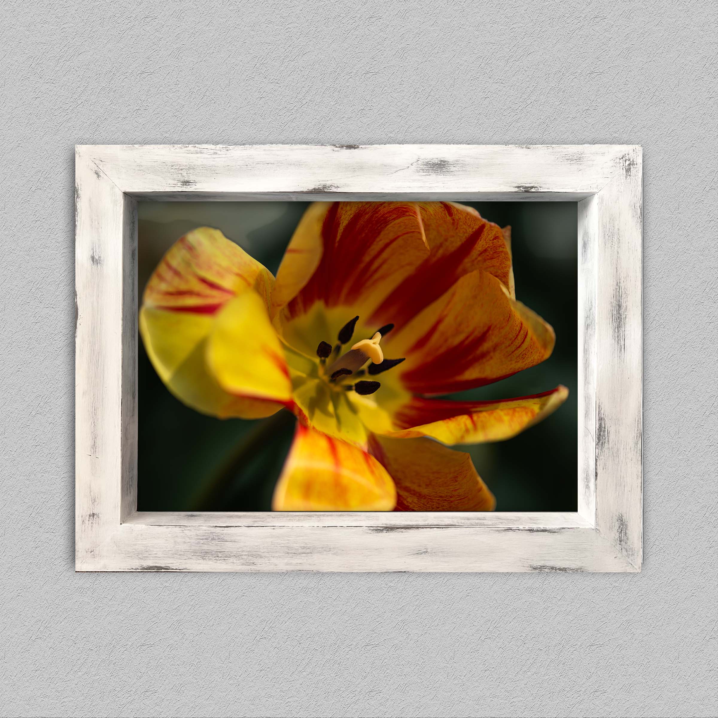 Au coeur de la tulipe