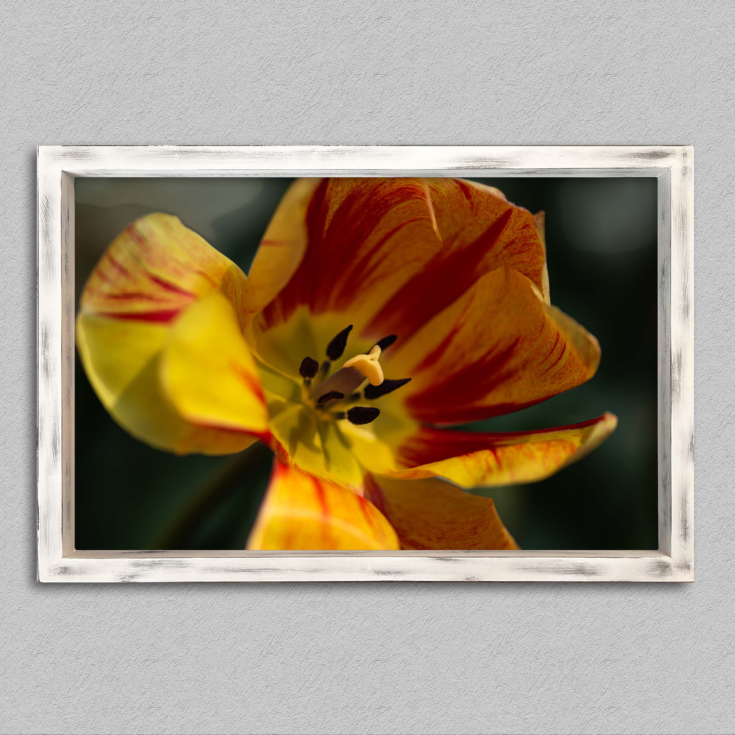 Au coeur de la tulipe