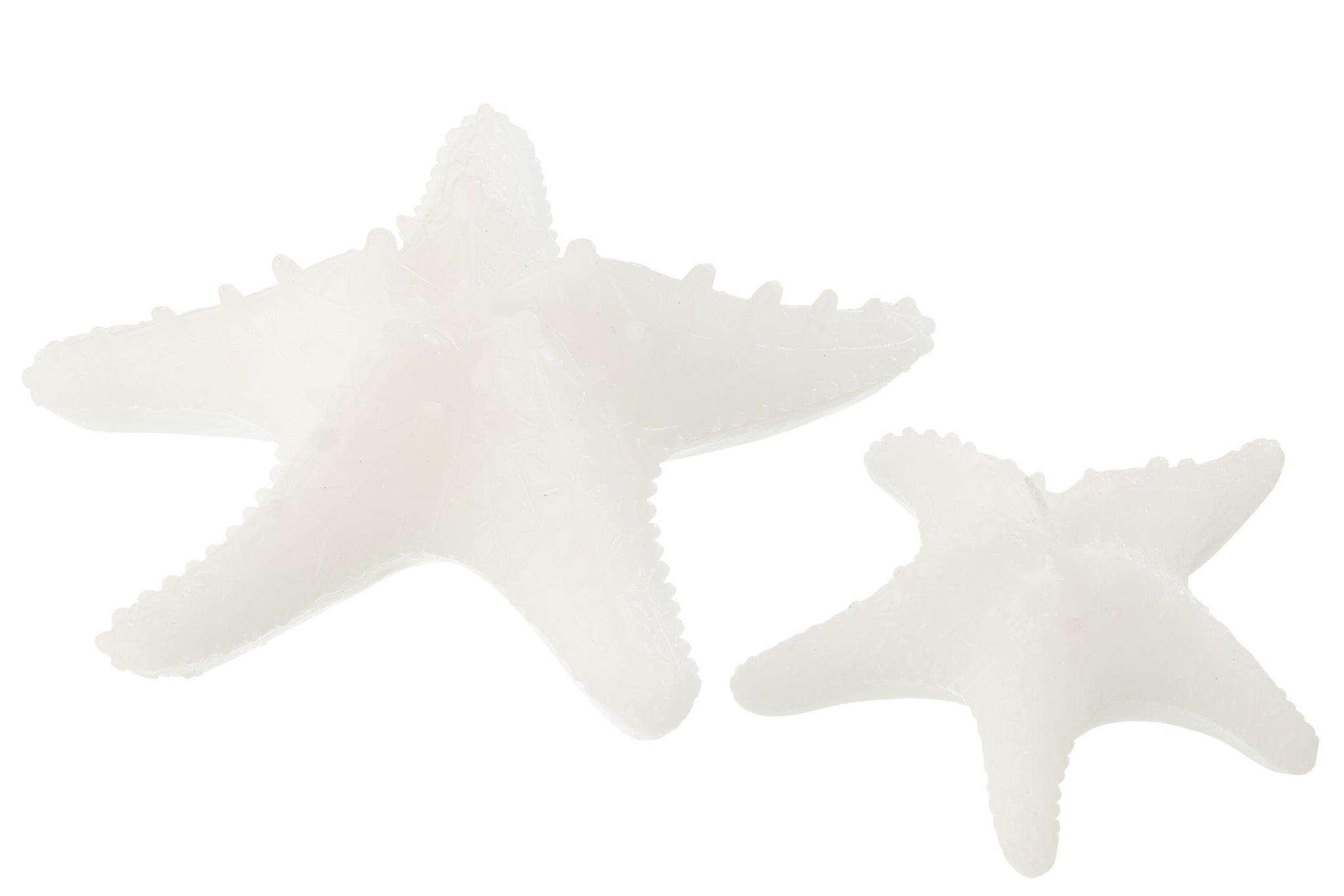 Vela estrella de mar blanca (L)